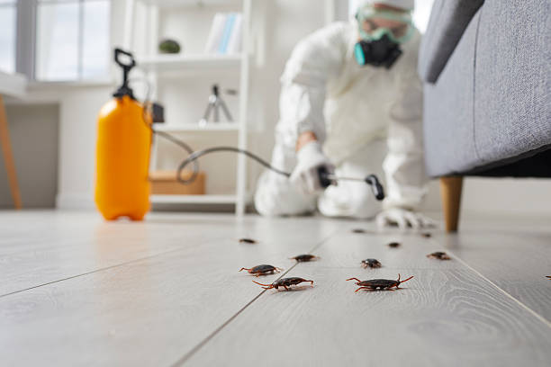 Commercial Kitchen Cockroach Control in Redwood City